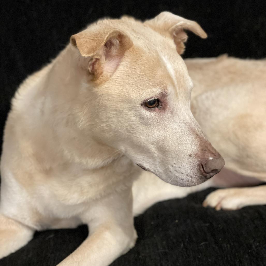 Enlarge Jasmine, a Adoptable mixed breed in Delaware, OH image 3/4