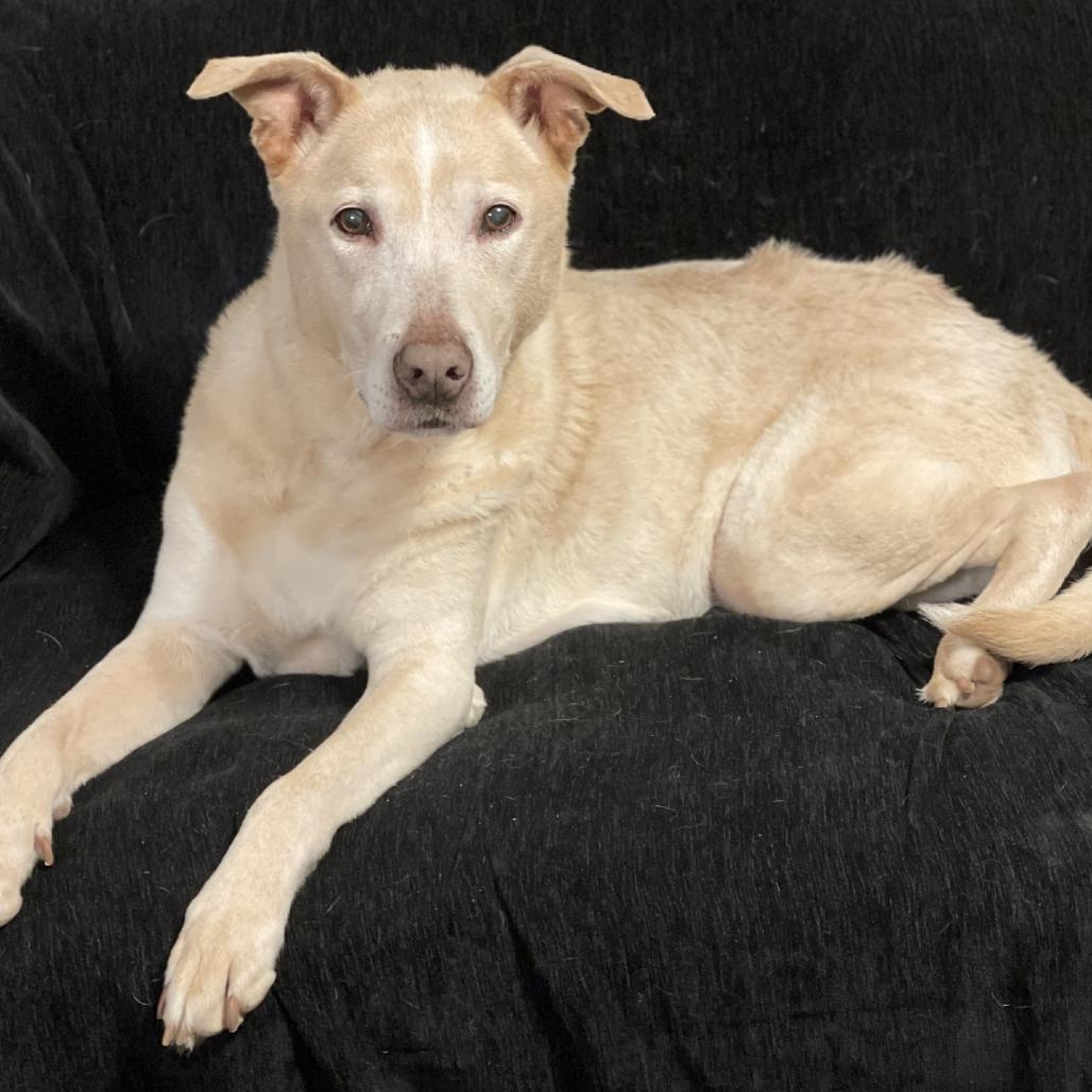 Enlarge Jasmine, a Adoptable mixed breed in Delaware, OH image 4/4