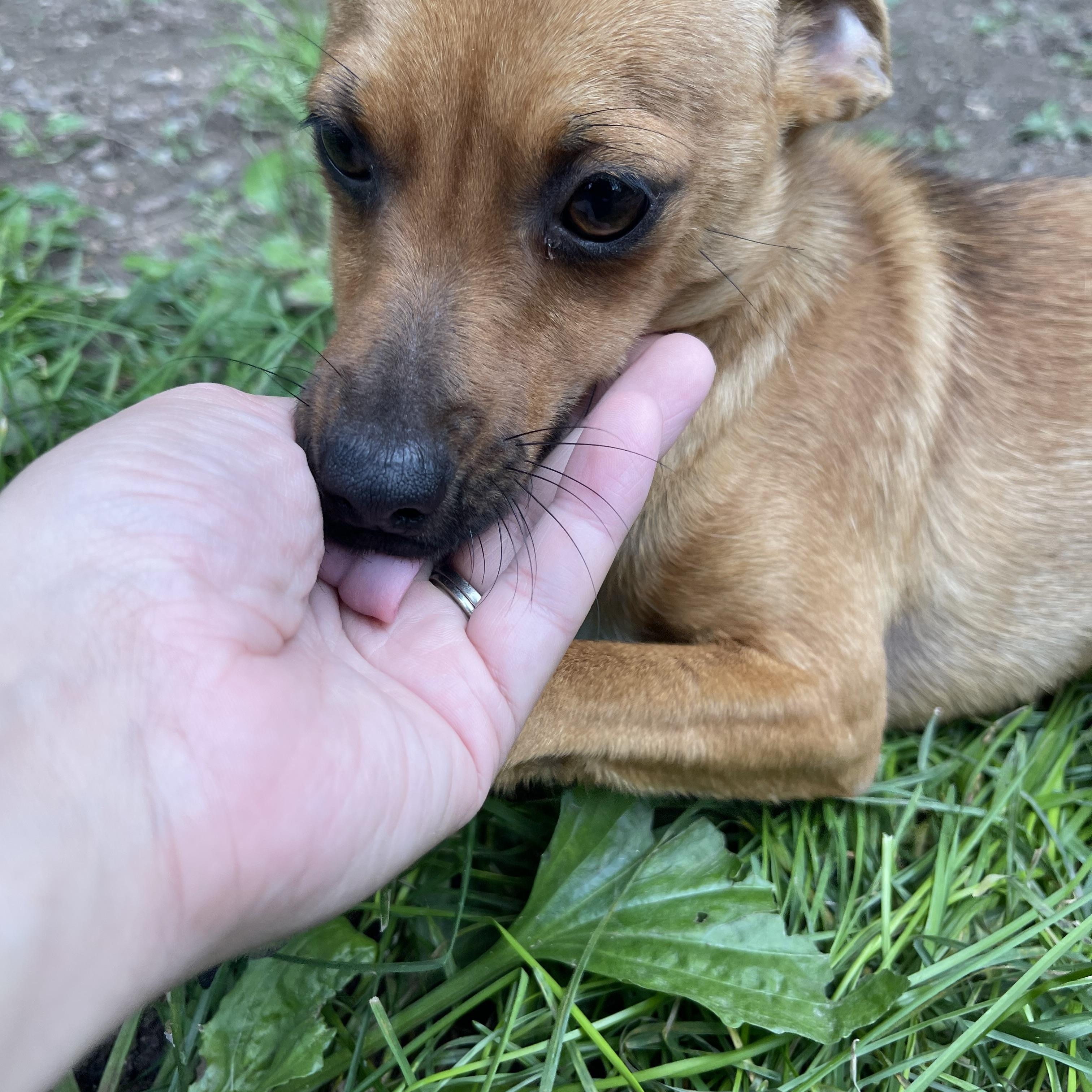 Ginny, an adoptable Chihuahua, Chiweenie in Winter, WI, 54896 | Photo Image 2