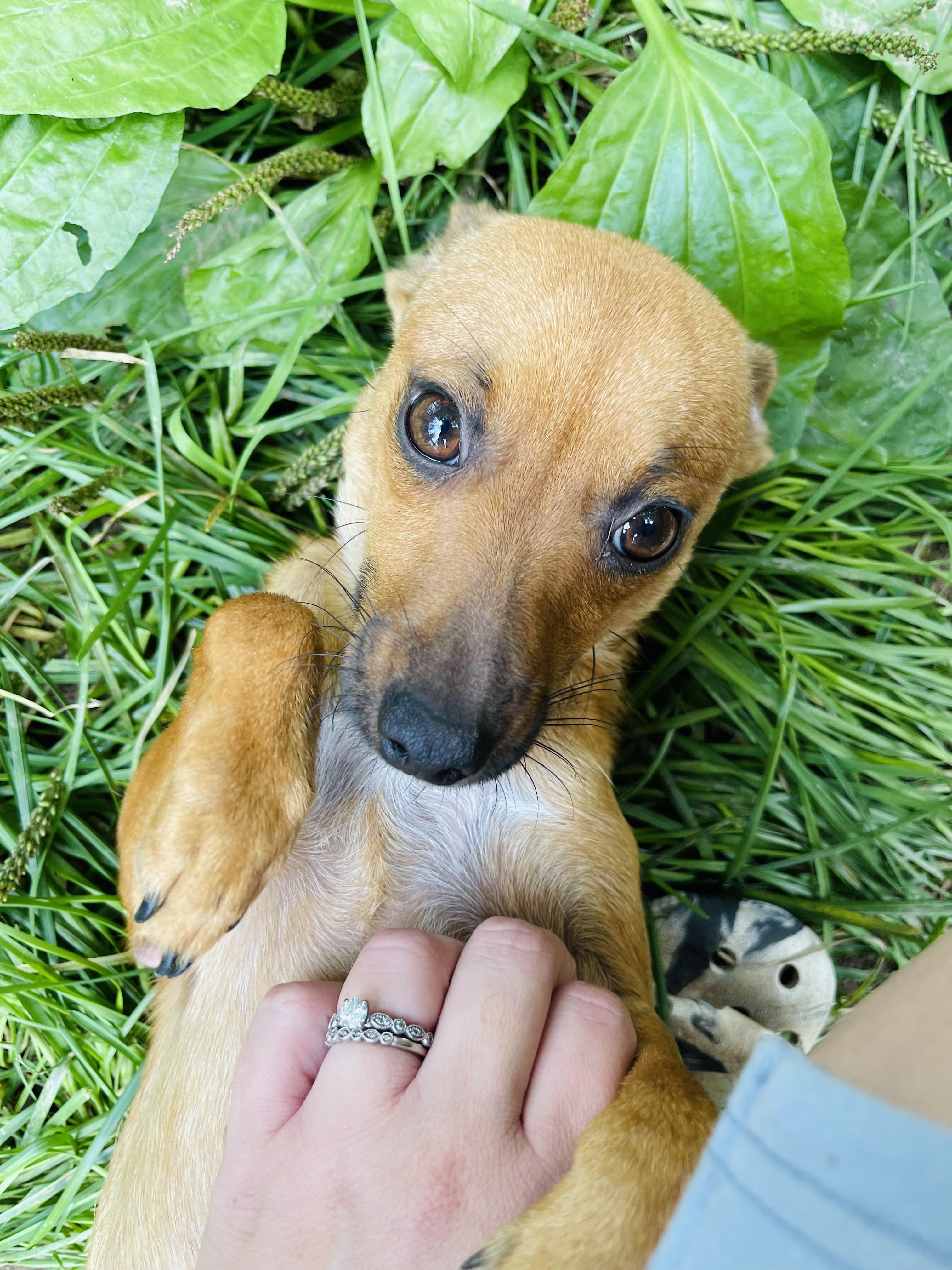 Ginny, an adoptable Chihuahua, Chiweenie in Winter, WI, 54896 | Photo Image 1