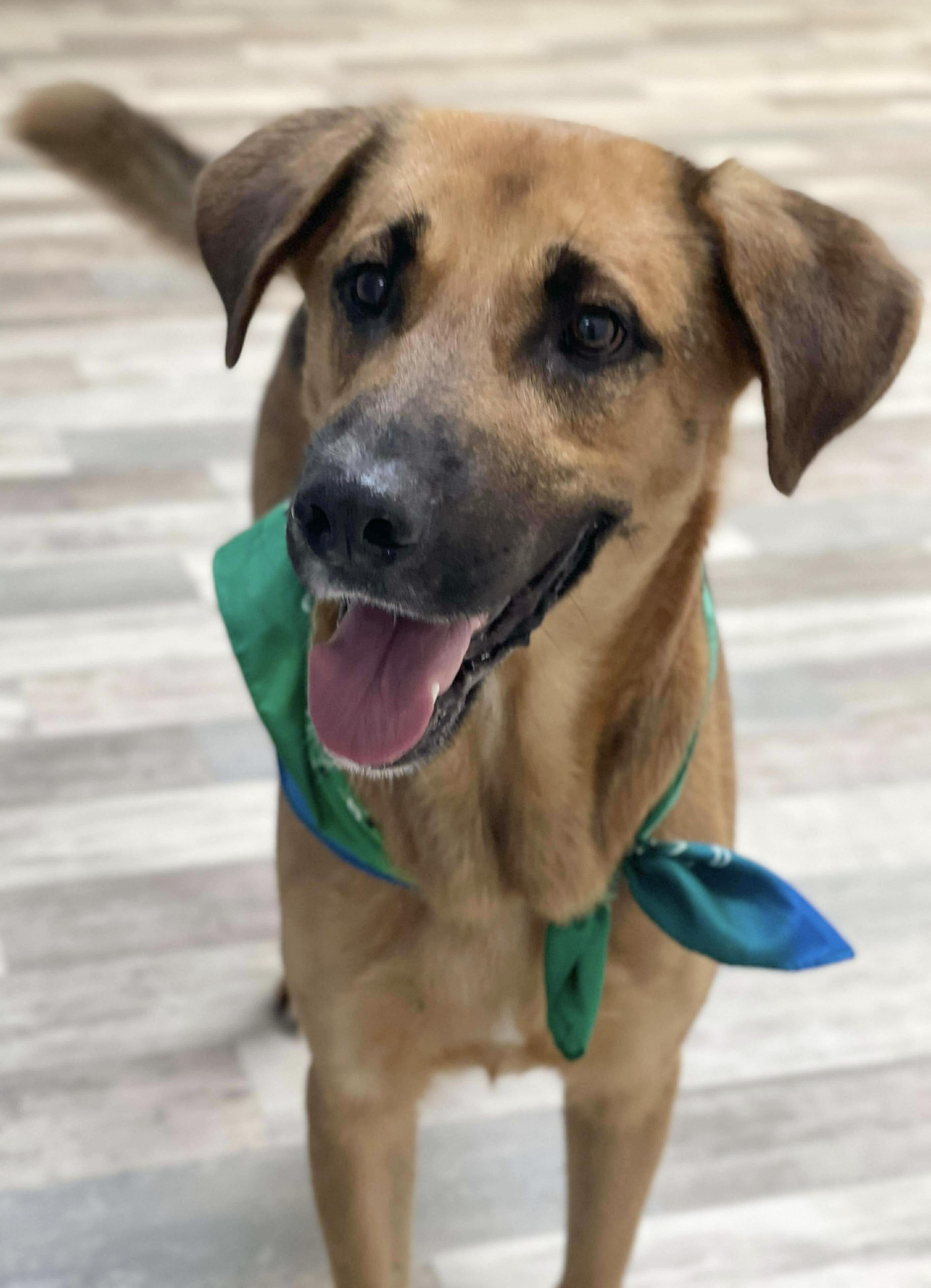 Fynn, a ADOPTABLE mixed breed in Lufkin, TX image 1/6