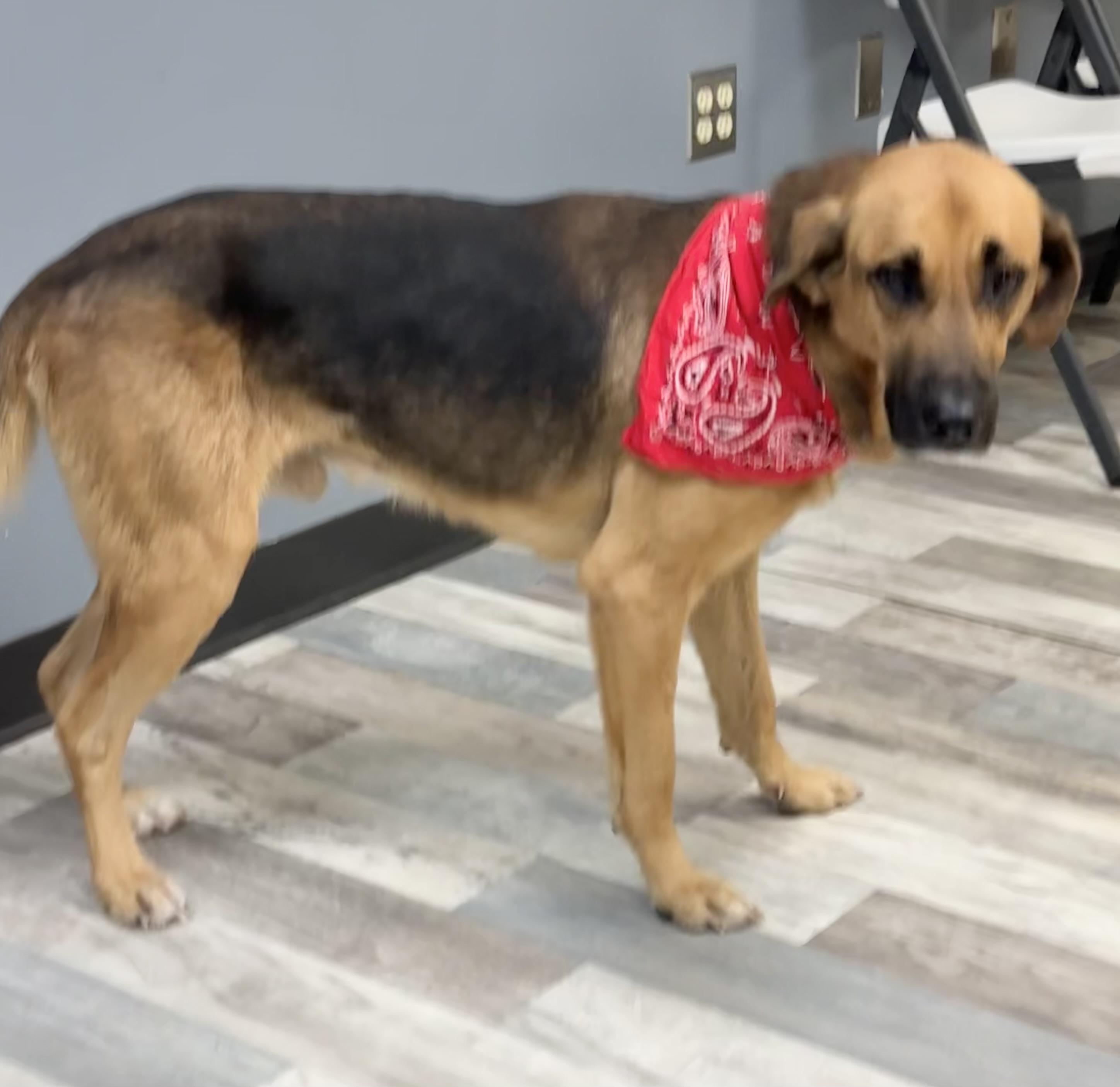 Fynn, ADOPTABLE, Adult Male German Shepherd Dog.