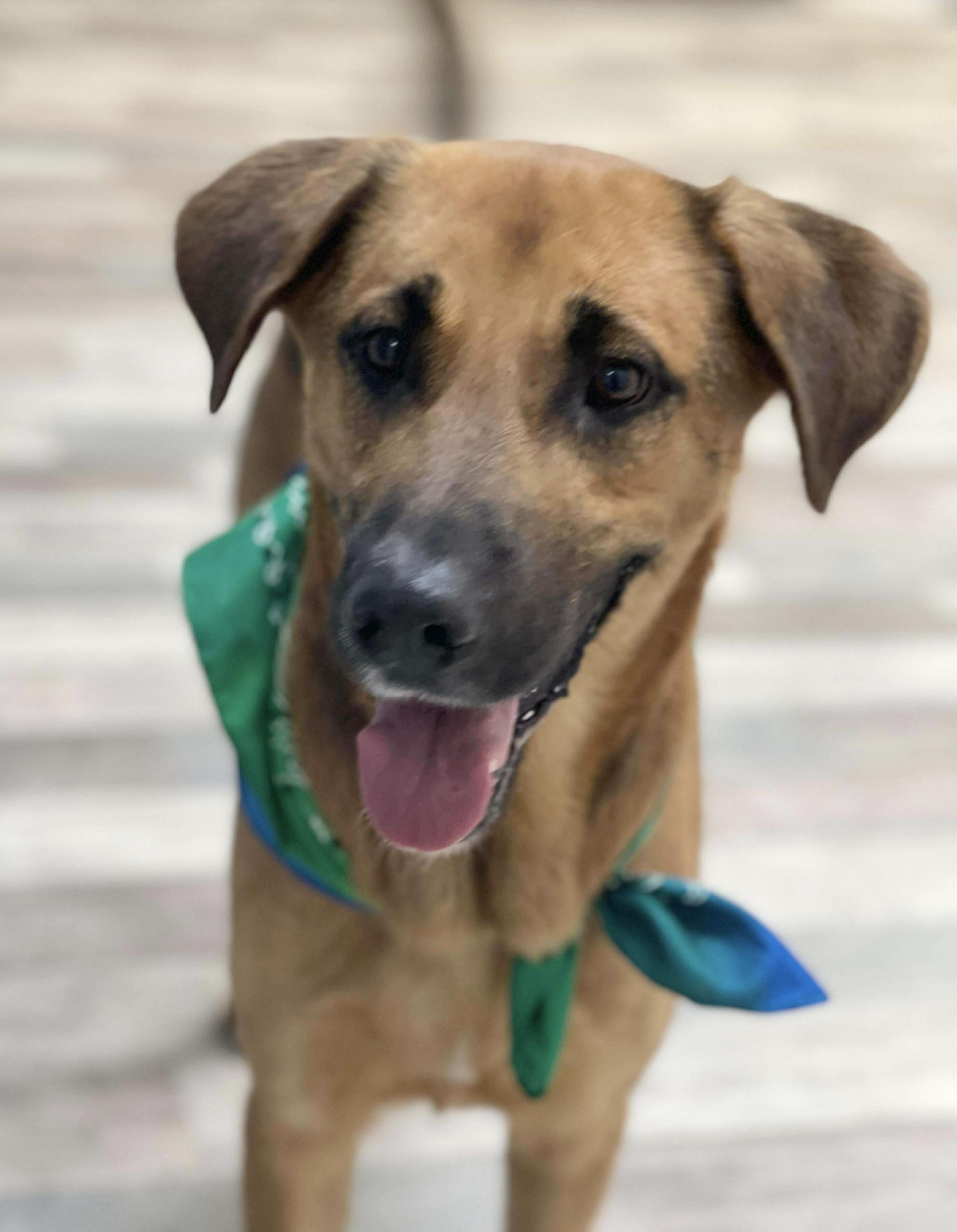 Fynn, a ADOPTABLE mixed breed in Lufkin, TX image 4/6