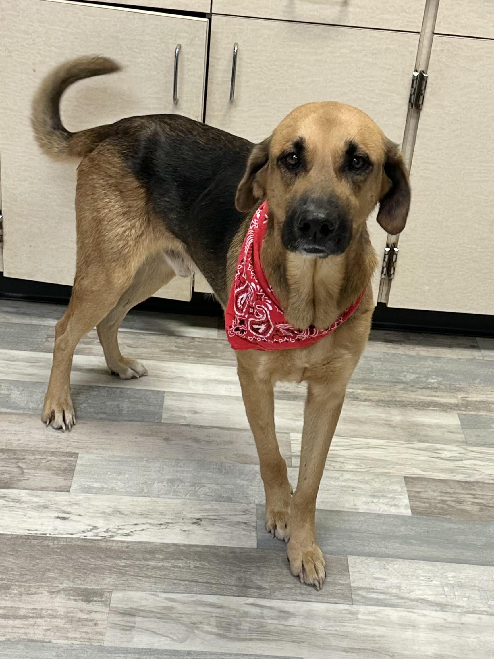 Fynn, a ADOPTABLE mixed breed in Lufkin, TX image 5/6