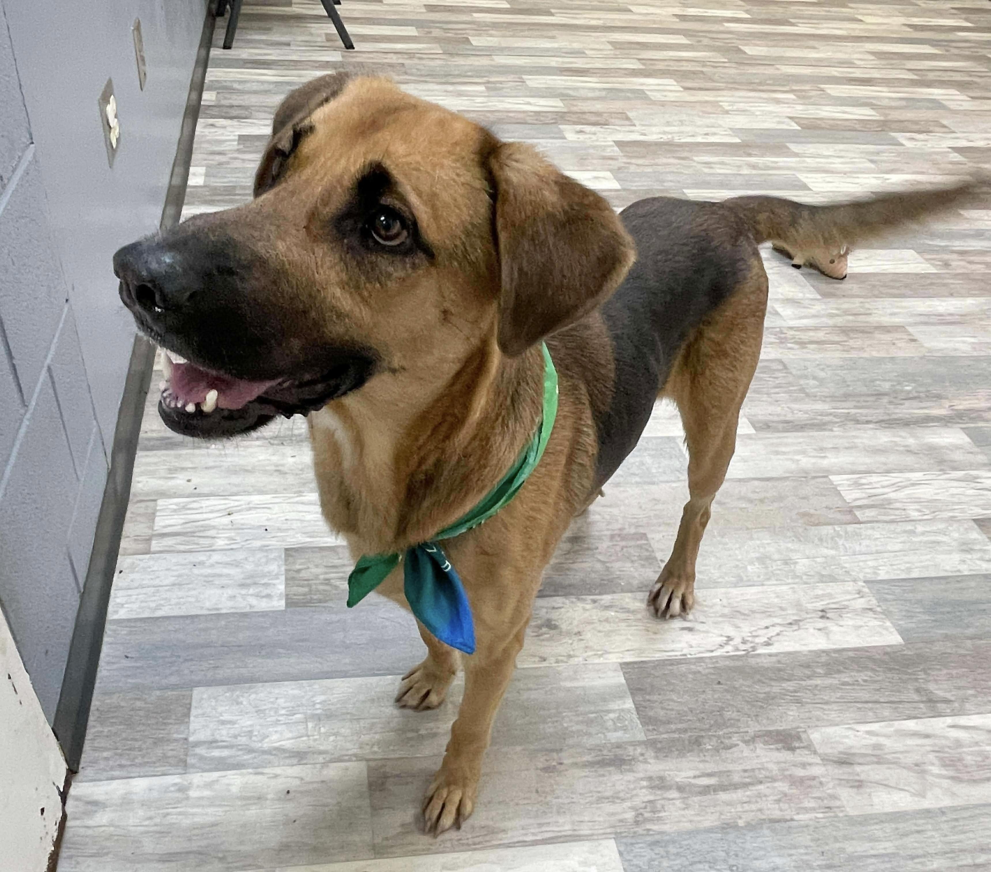 Fynn, a ADOPTABLE mixed breed in Lufkin, TX image 6/6