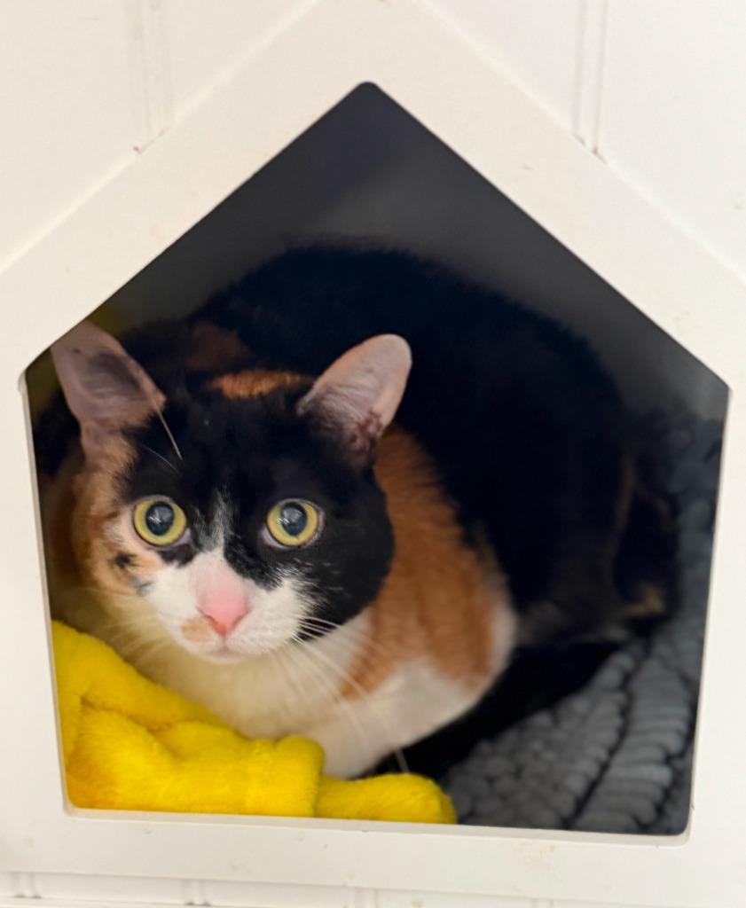 Reba, Adoptable, Adult Female Domestic Short Hair.