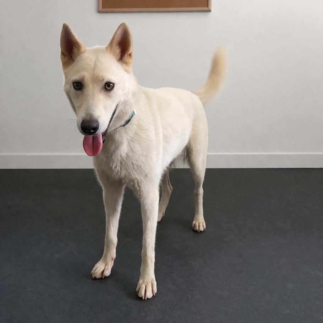 Loba, Adoptable, Adult Female Husky & Shepherd.