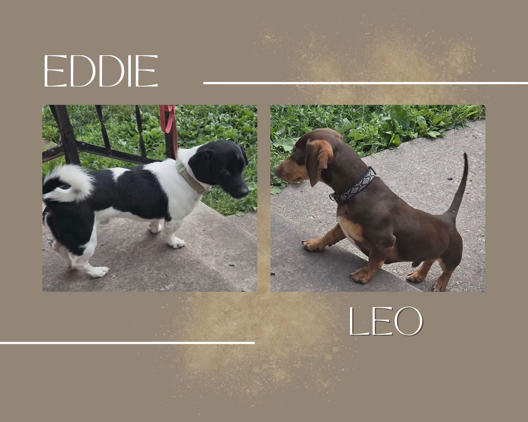 Edison, Adoptable, Adult Male Dachshund.