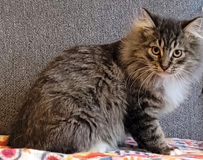 WV - Kringle (MCR) *Bonded Pair*, adoptable, Adult Male Maine Coon & Domestic Medium Hair.