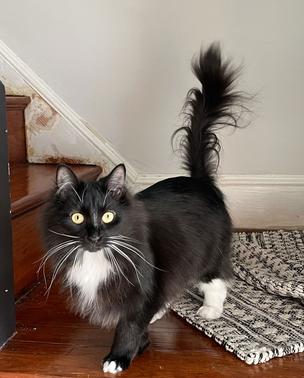 Enlarge WV - Kringle (MCR) *Bonded Pair*, an adoptable mixed breed in BALTIMORE, MD image 2/6