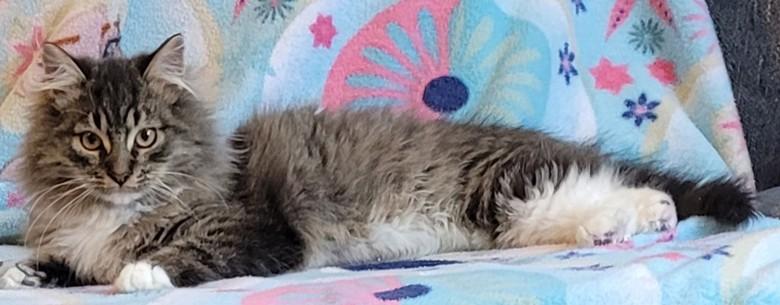 Enlarge WV - Kringle (MCR) *Bonded Pair*, an adoptable mixed breed in BALTIMORE, MD image 5/6