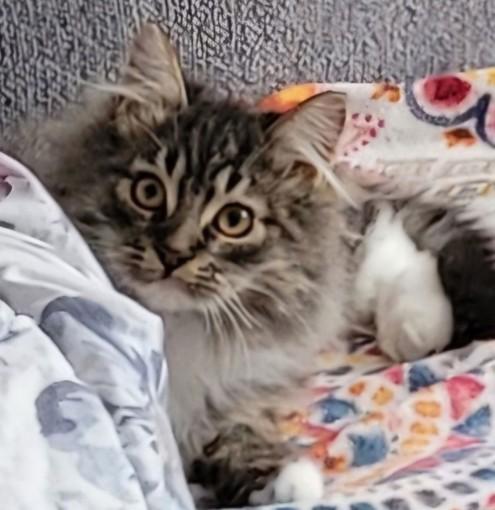 Enlarge WV - Kringle (MCR) *Bonded Pair*, an adoptable mixed breed in BALTIMORE, MD image 4/6