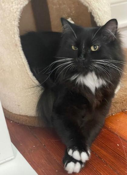 Enlarge WV - Kringle (MCR) *Bonded Pair*, an adoptable mixed breed in BALTIMORE, MD image 6/6