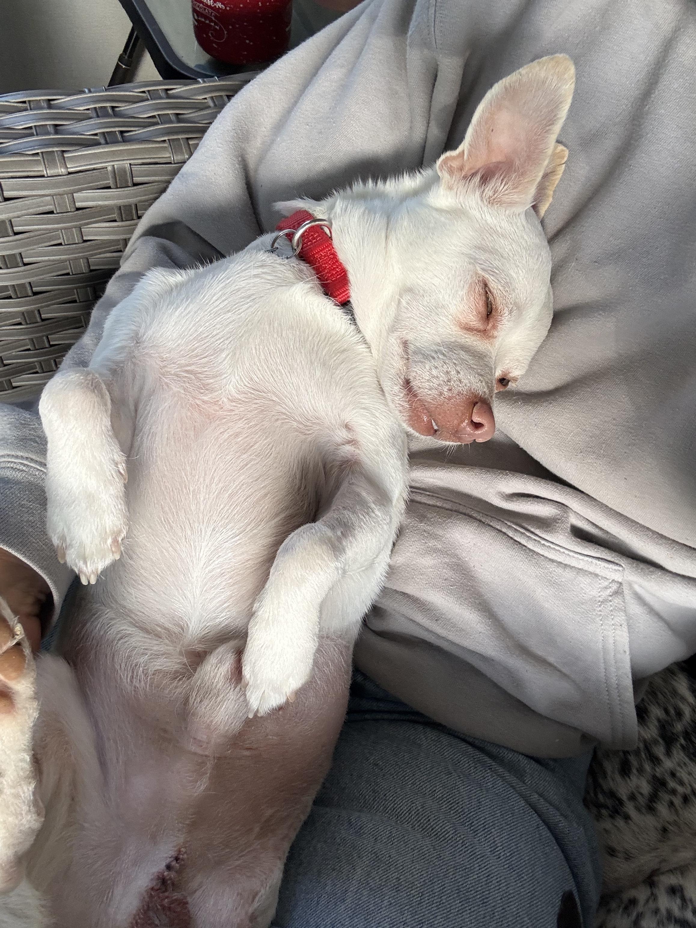 Enlarge Polaroid, a ADOPTABLE Chihuahua in Milton, FL image 4/6