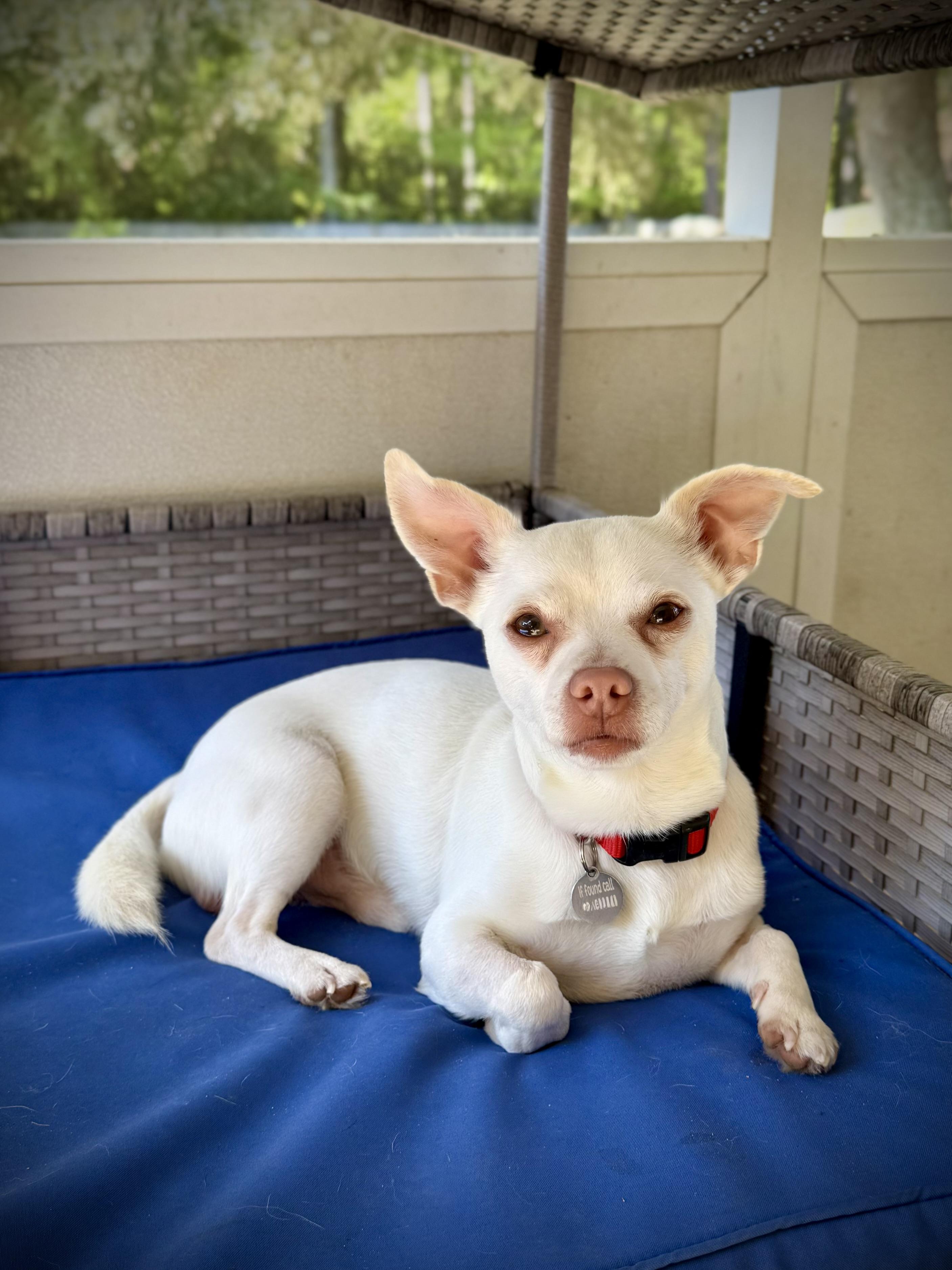 Enlarge Polaroid, a ADOPTABLE Chihuahua in Milton, FL image 1/6