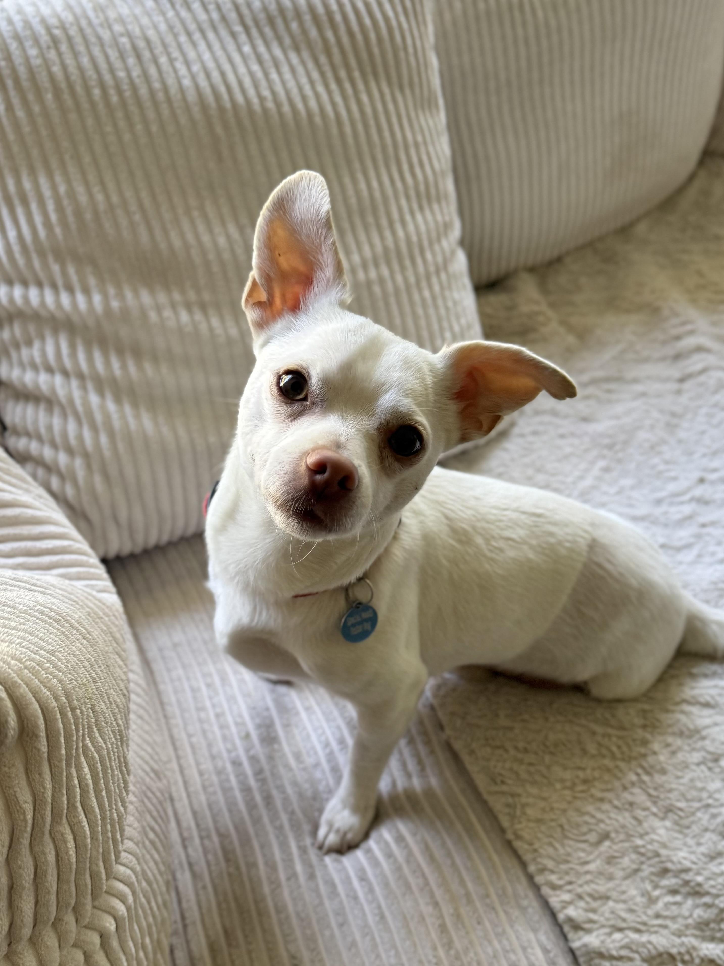Enlarge Polaroid, a ADOPTABLE Chihuahua in Milton, FL image 5/6