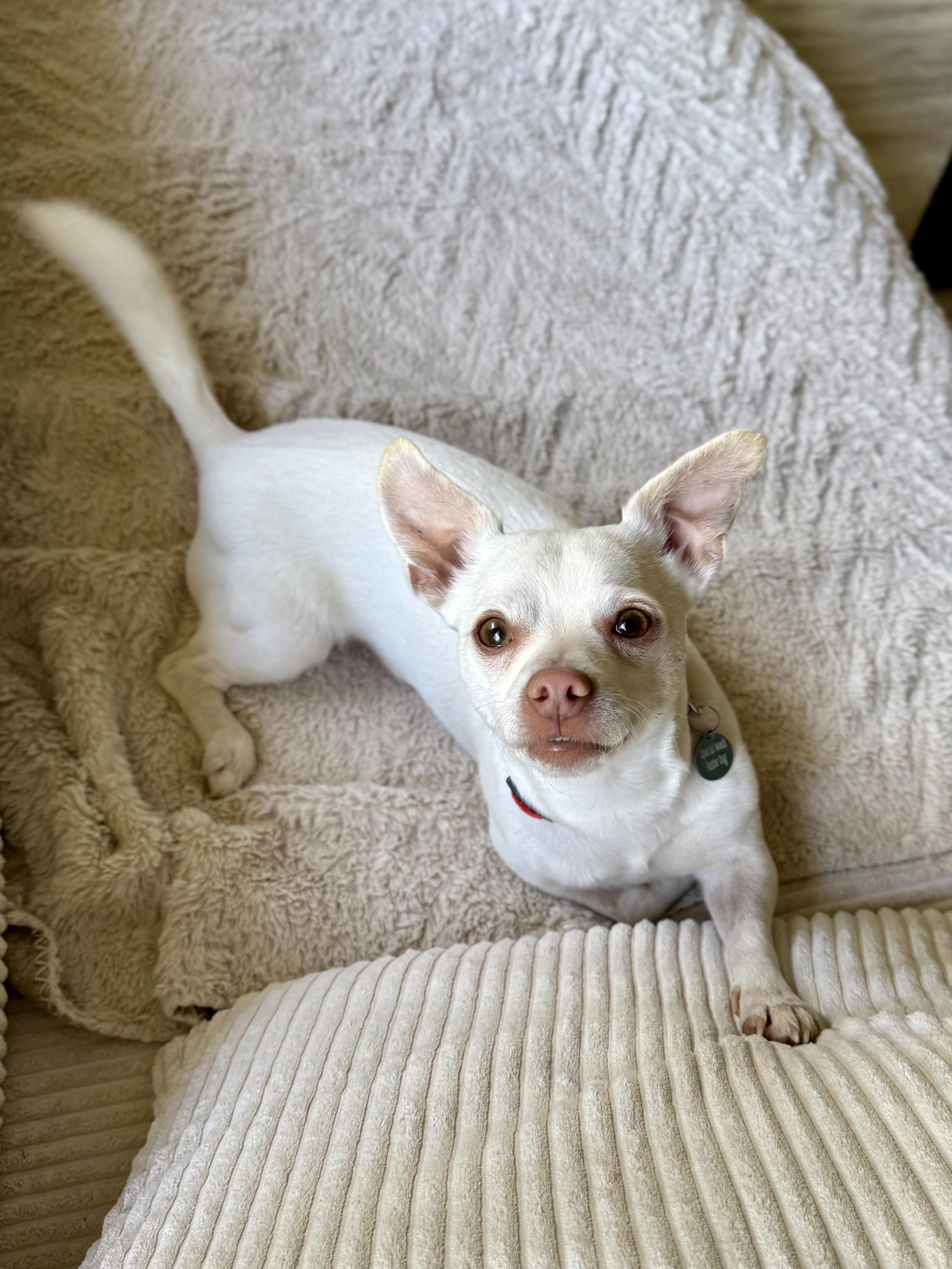 Enlarge Polaroid, a ADOPTABLE Chihuahua in Milton, FL image 2/6