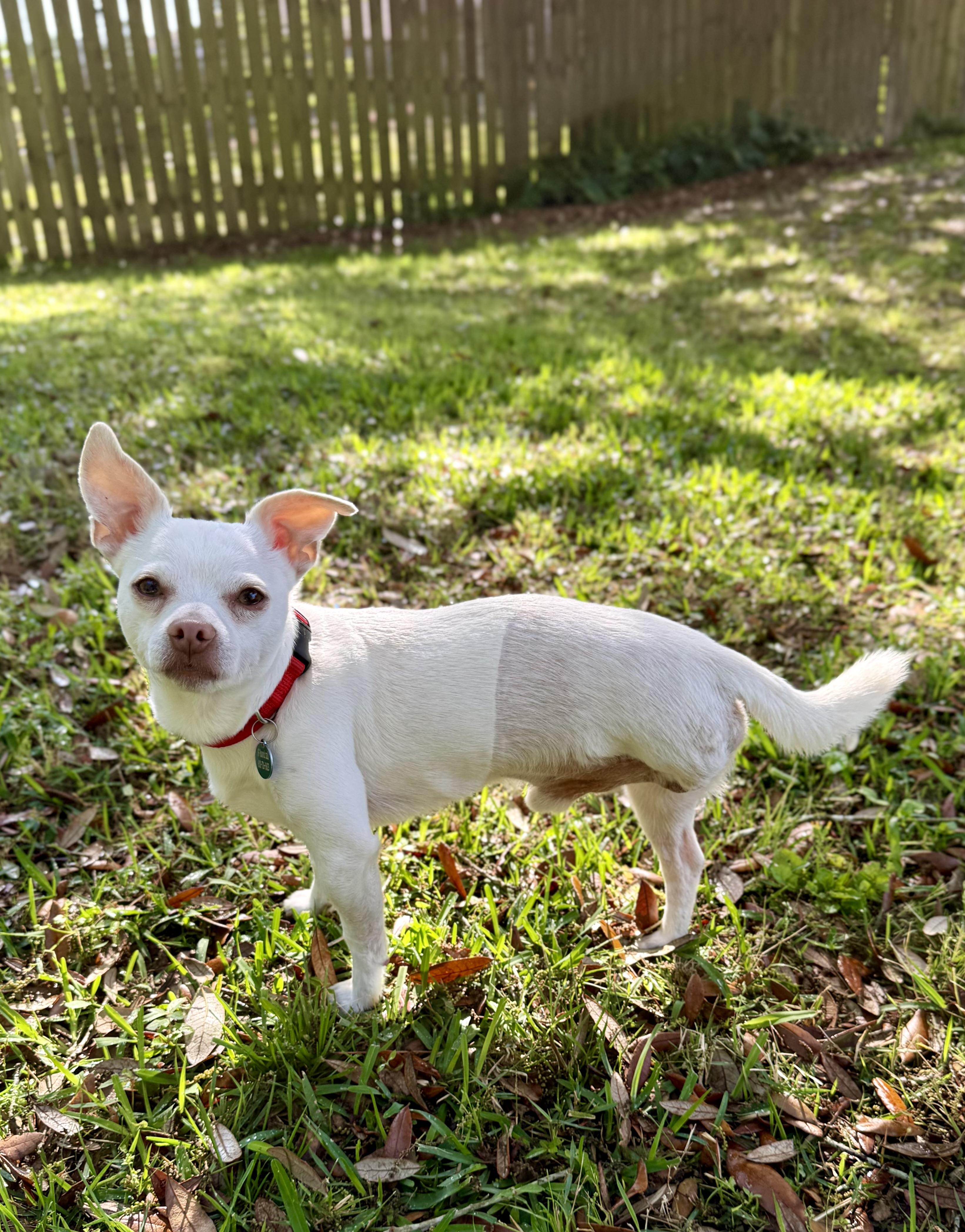 Enlarge Polaroid, a ADOPTABLE Chihuahua in Milton, FL image 3/6