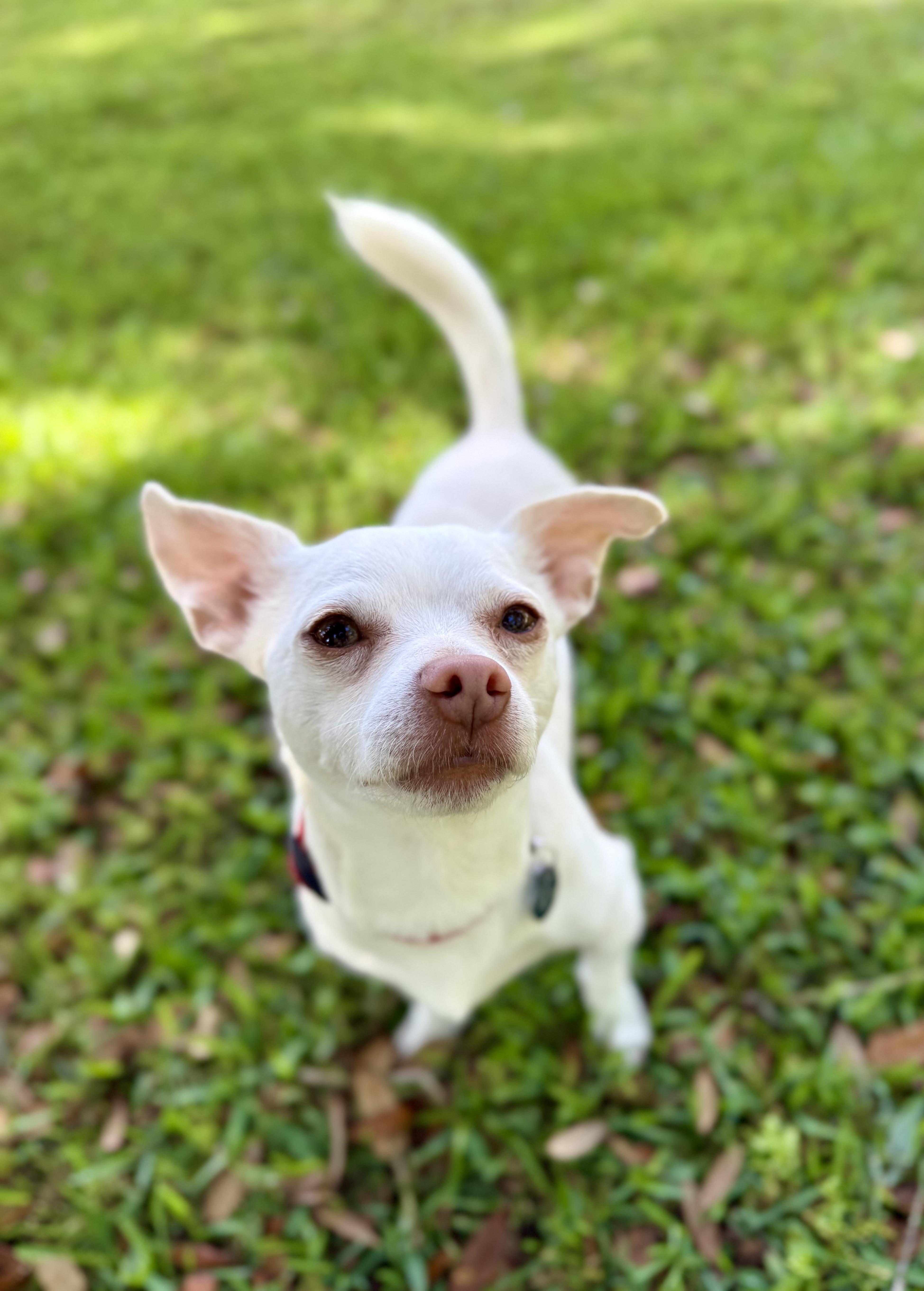 Enlarge Polaroid, a ADOPTABLE Chihuahua in Milton, FL image 6/6