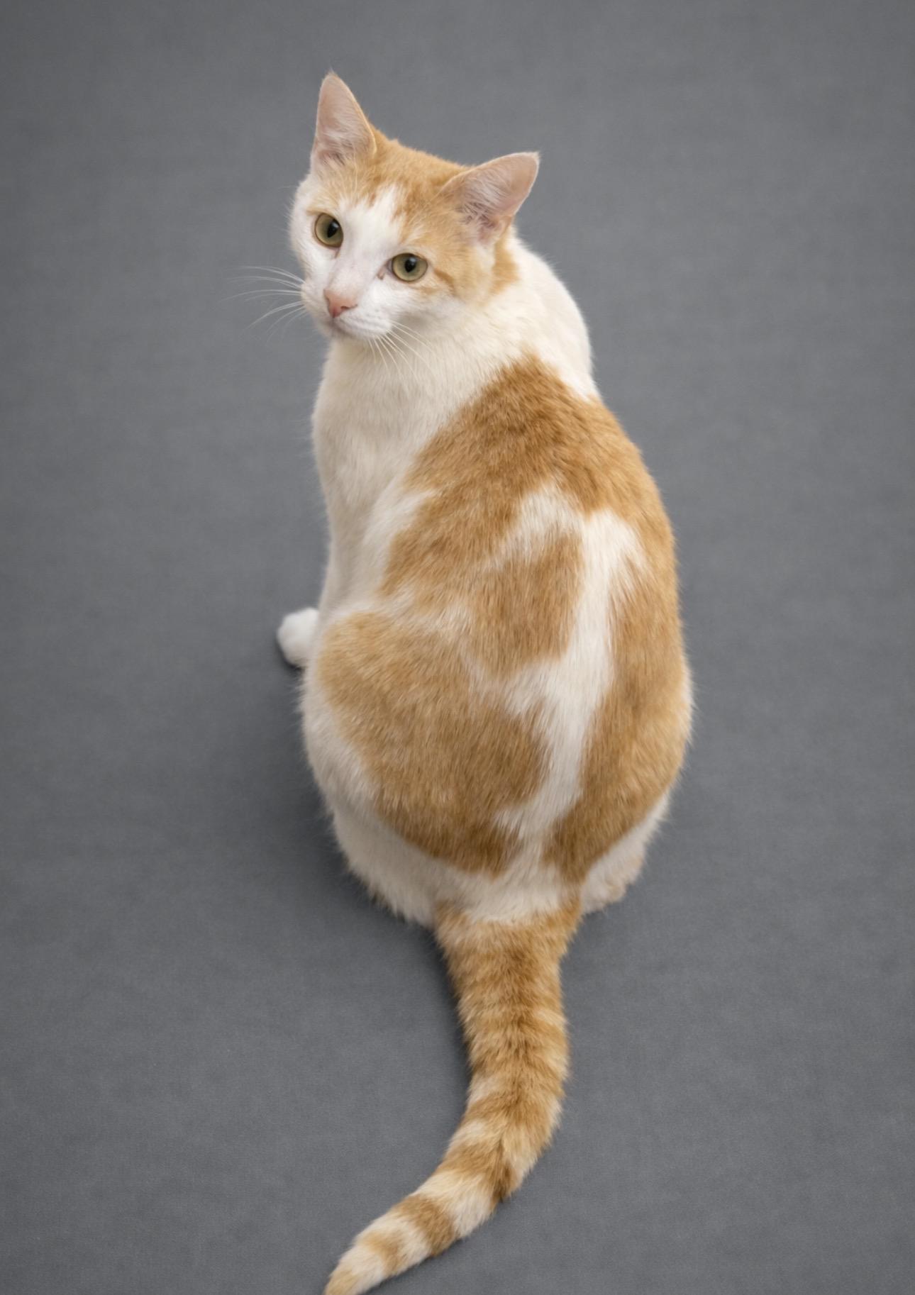 Peaches, a Adoptable Domestic Short Hair in Rochester, TX image 2/2