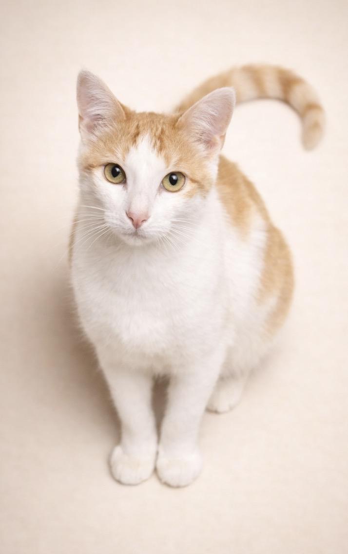 Peaches, a Adoptable Domestic Short Hair in Rochester, TX image 1/2
