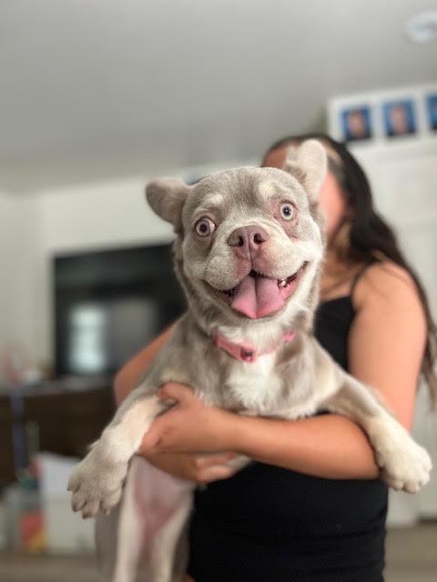 Enlarge Koto, an adopted French Bulldog in Las Vegas, NV image 2/4