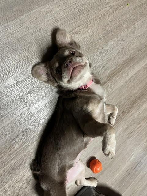 Enlarge Koto, an adopted French Bulldog in Las Vegas, NV image 4/4