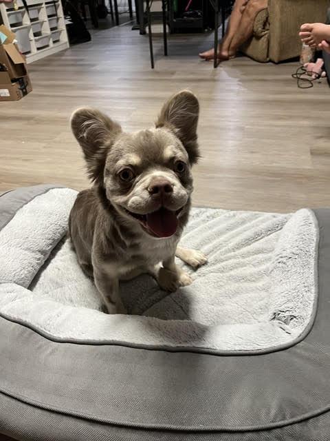 Koto, adopted, Adult Female French Bulldog.