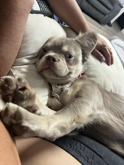 Enlarge Koto, an adopted French Bulldog in Las Vegas, NV image 3/4