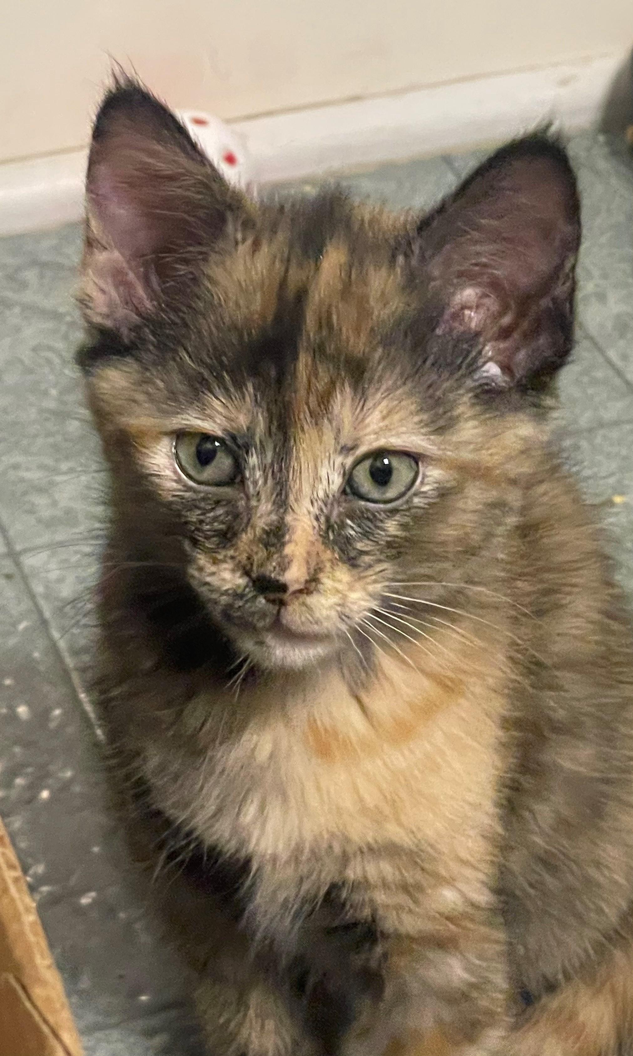 Enlarge Judith, a Adopted Domestic Medium Hair in Goodlettsville, TN image 1/4