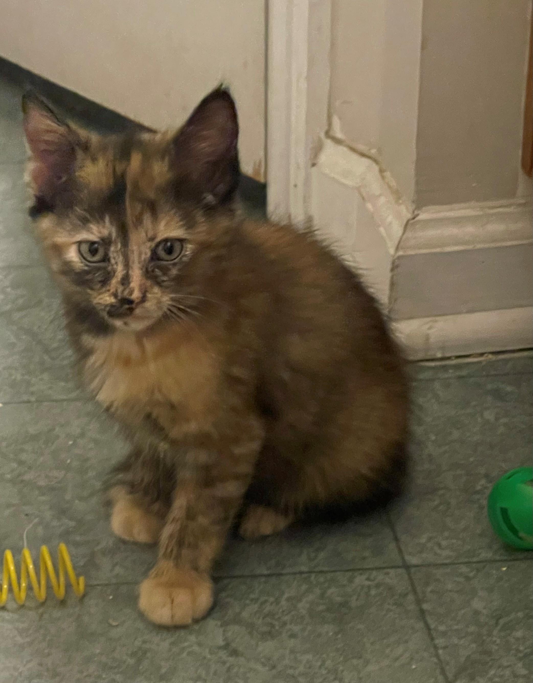 Enlarge Judith, a Adopted Domestic Medium Hair in Goodlettsville, TN image 2/4