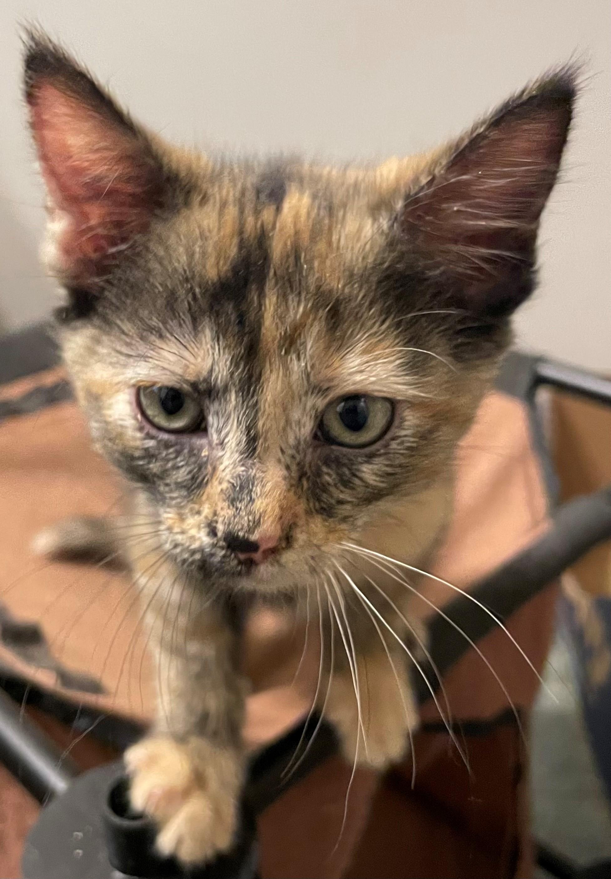 Enlarge Judith, a Adopted Domestic Medium Hair in Goodlettsville, TN image 3/4