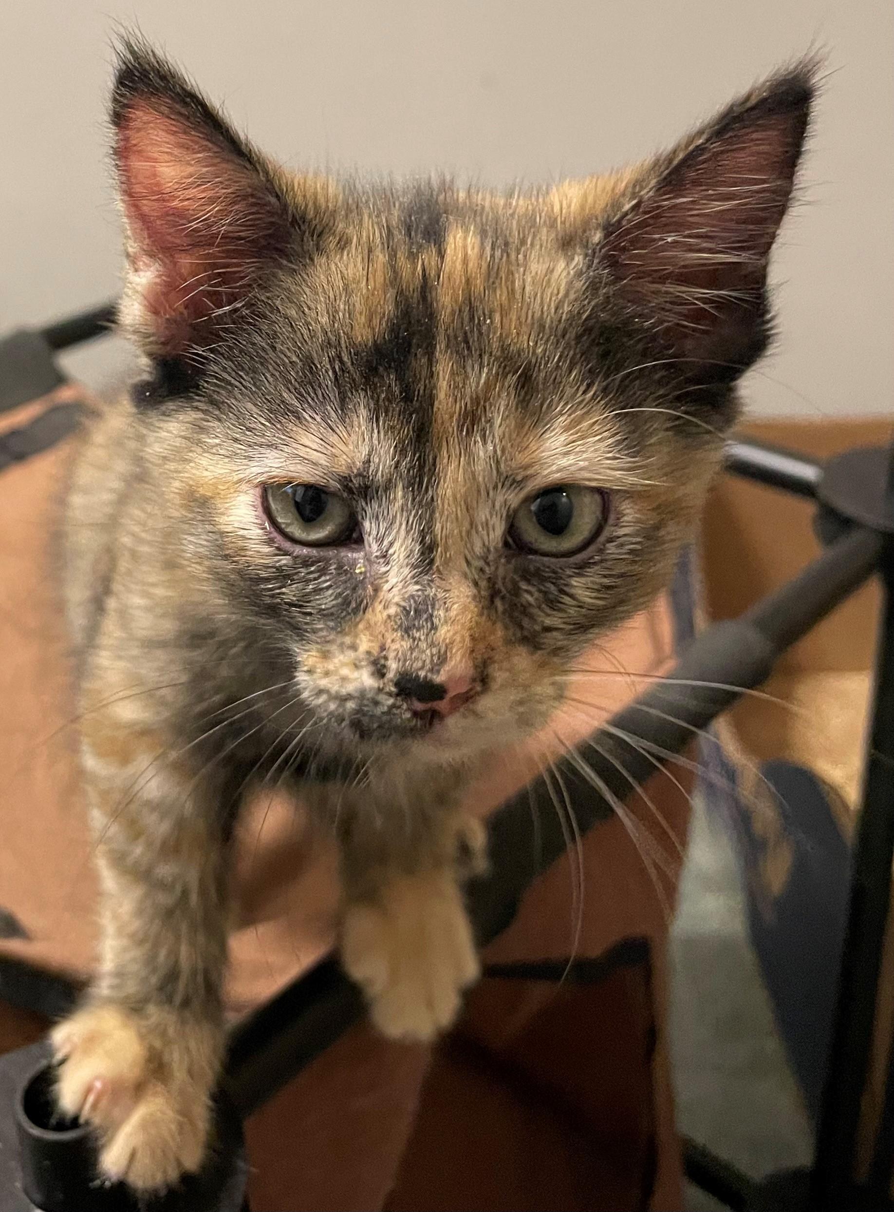 Enlarge Judith, a Adopted Domestic Medium Hair in Goodlettsville, TN image 4/4