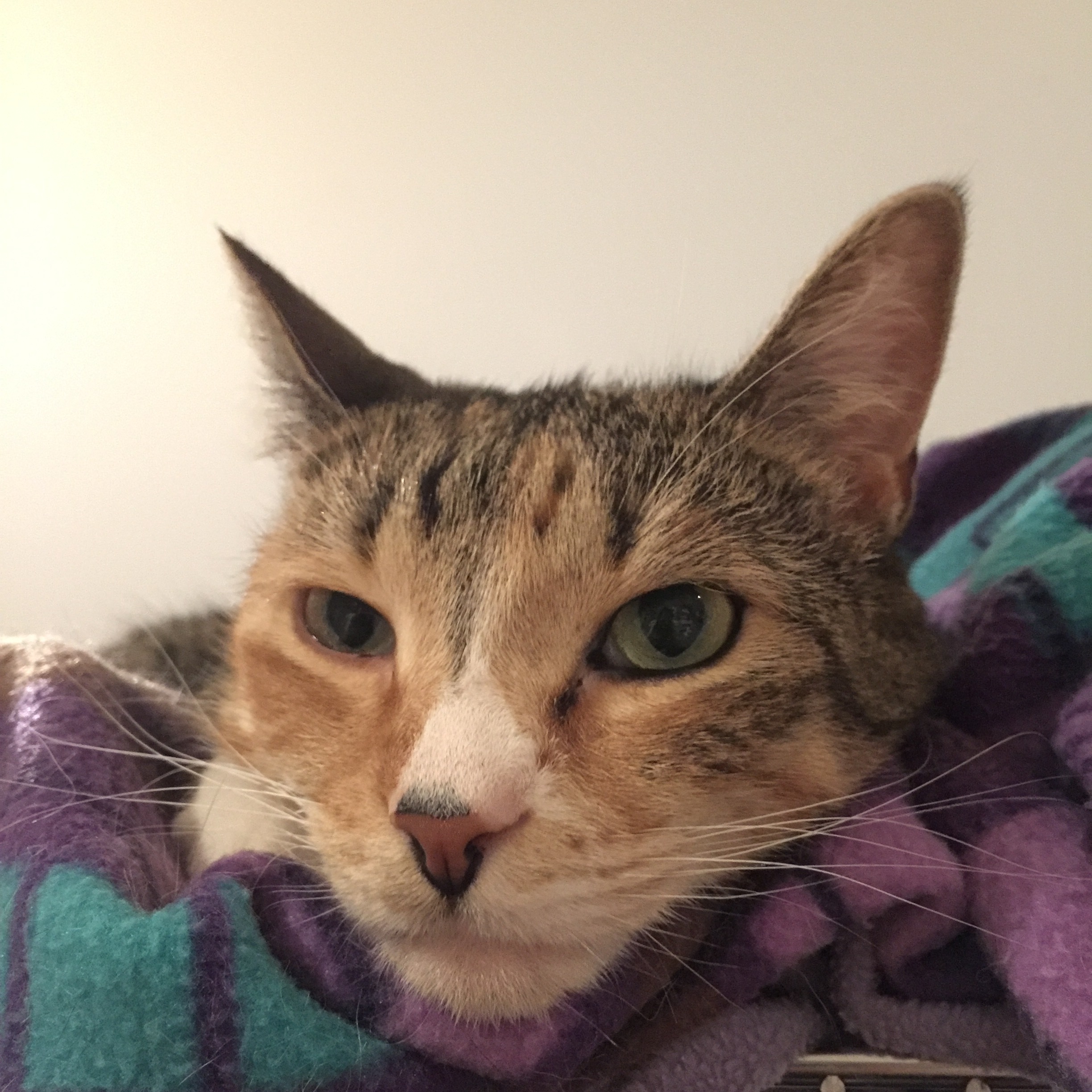 Jojo, a Adoptable Domestic Short Hair in Puyallup, WA image 1/8