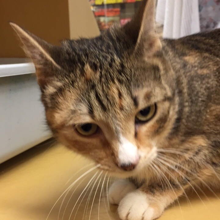 Jojo, a Adoptable Domestic Short Hair in Puyallup, WA image 2/8