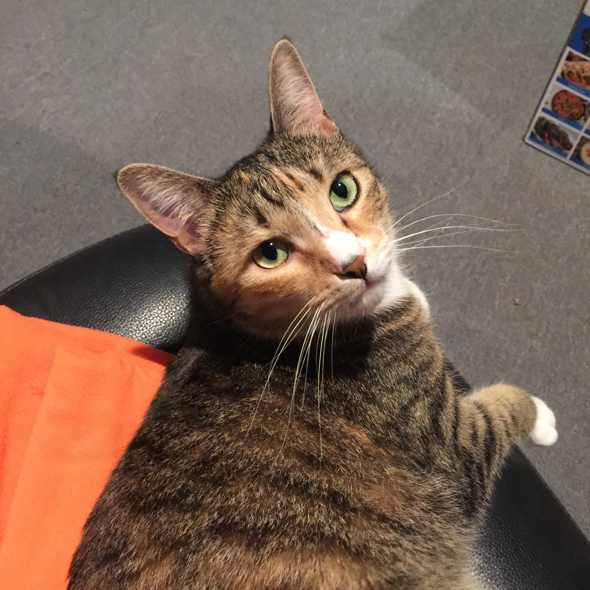 Jojo, a Adoptable Domestic Short Hair in Puyallup, WA image 3/8