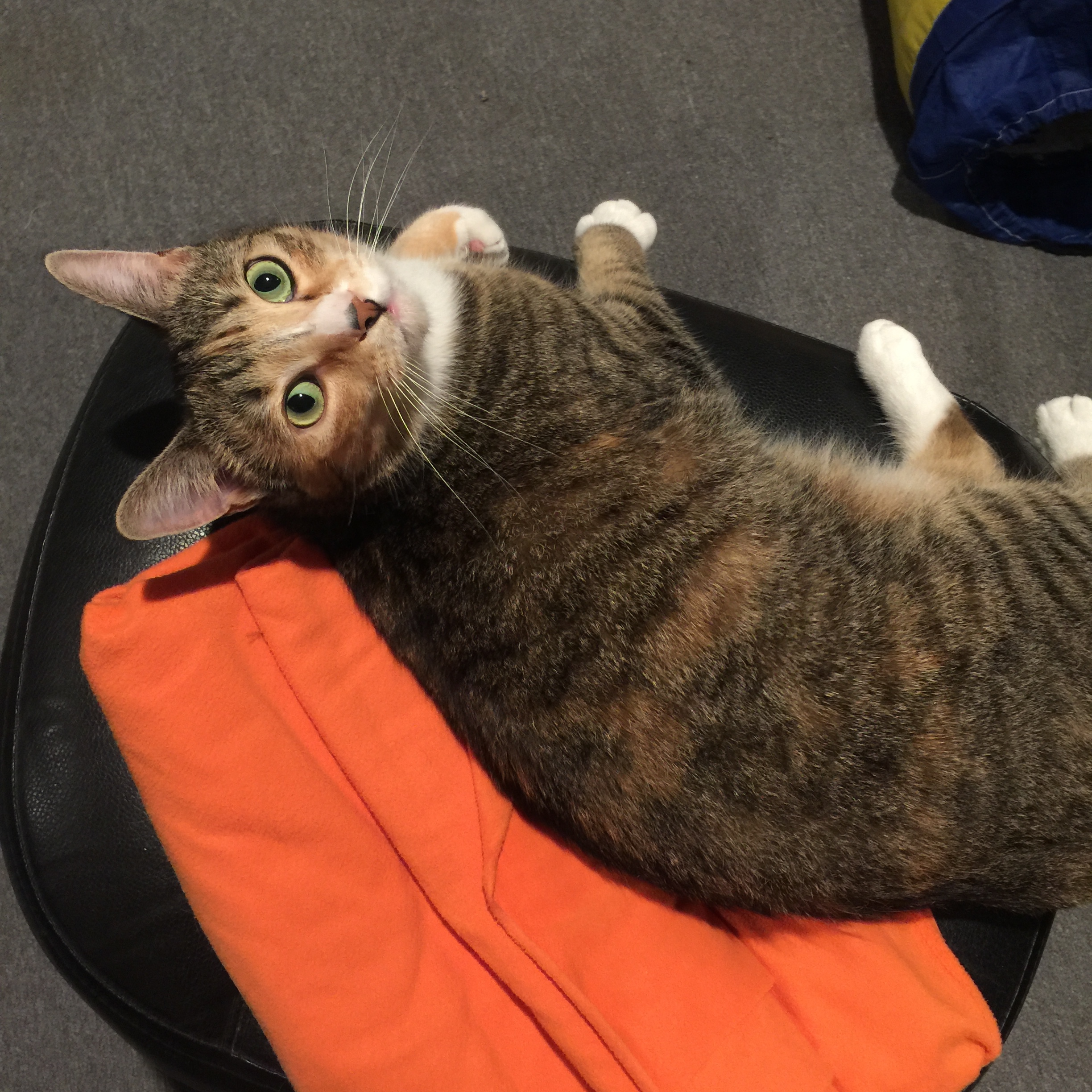 Jojo, a Adoptable Domestic Short Hair in Puyallup, WA image 4/8