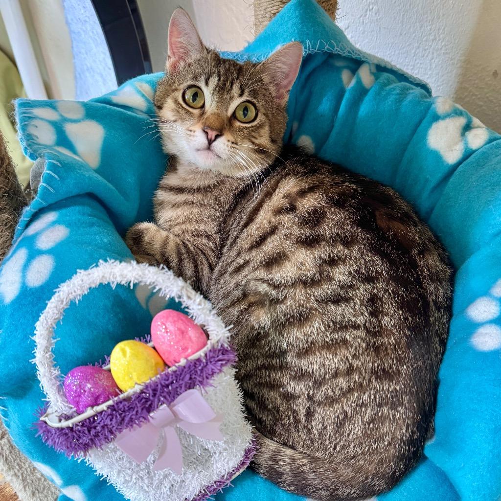 Denny, Adoptable, Kitten Male Domestic Short Hair.