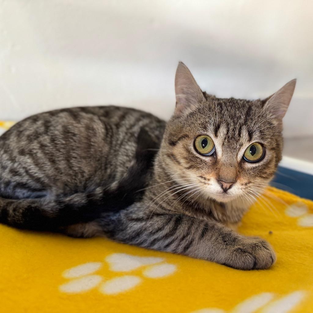 Enlarge Denny, a Adoptable mixed breed in Cambria, CA image 2/6