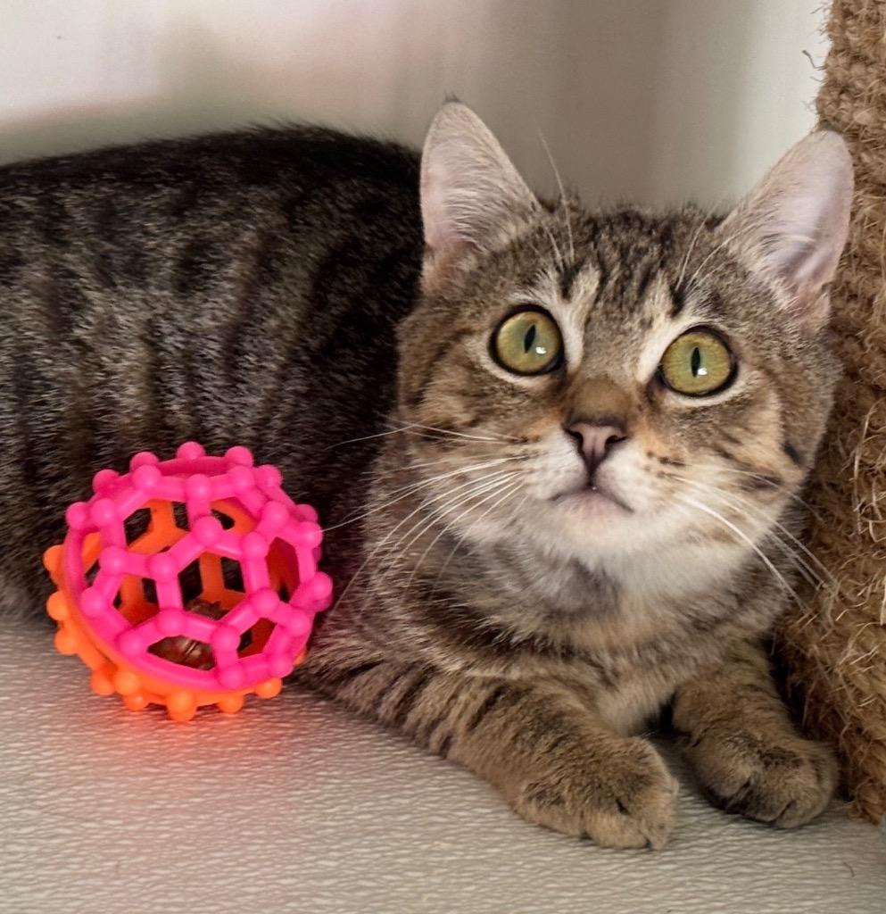 Enlarge Denny, a Adoptable mixed breed in Cambria, CA image 3/6