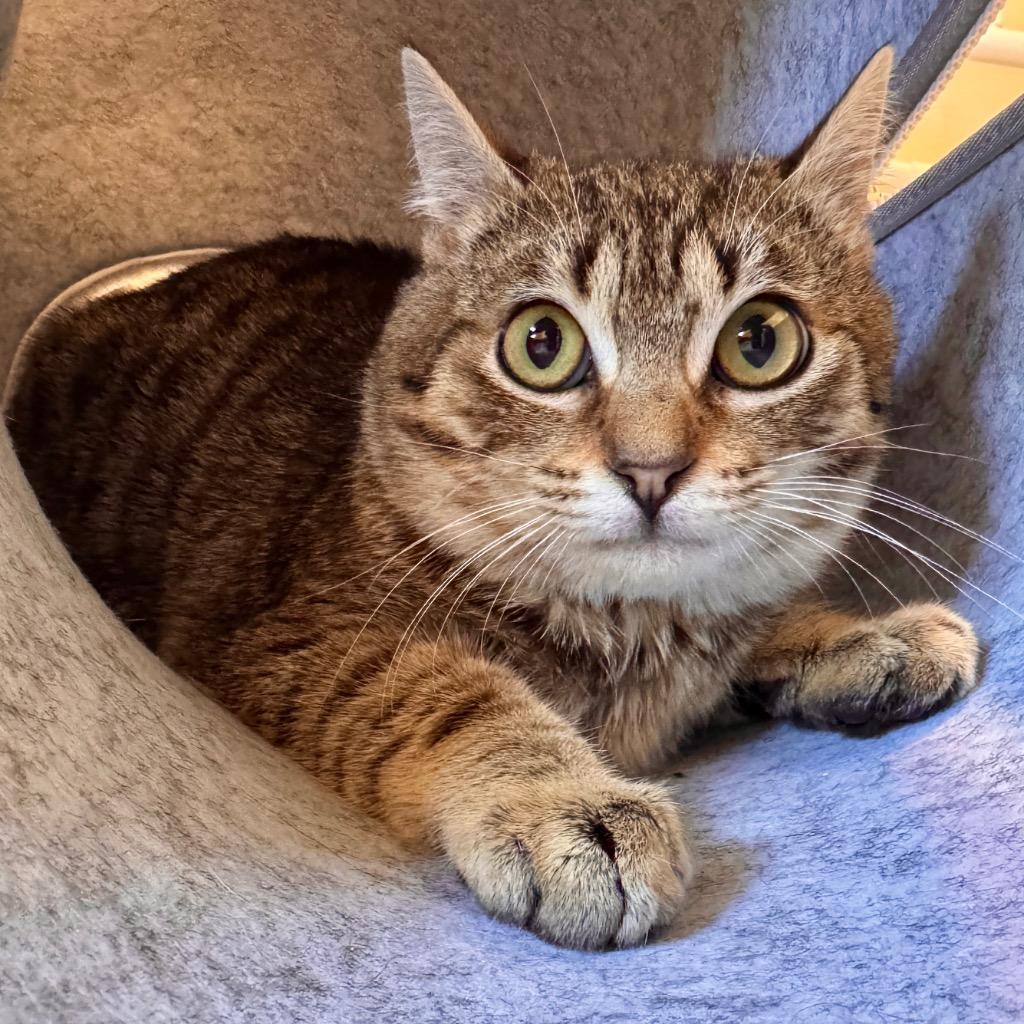 Enlarge Denny, a Adoptable mixed breed in Cambria, CA image 4/6