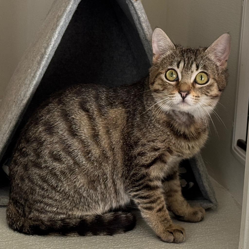 Enlarge Denny, a Adoptable mixed breed in Cambria, CA image 5/6