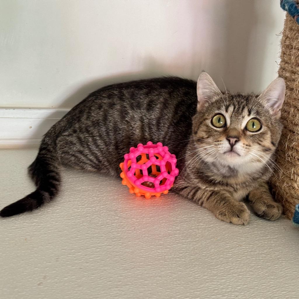 Enlarge Denny, a Adoptable mixed breed in Cambria, CA image 6/6