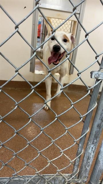 MARVIN, Adoptable, Adult Male Pit Bull Terrier.