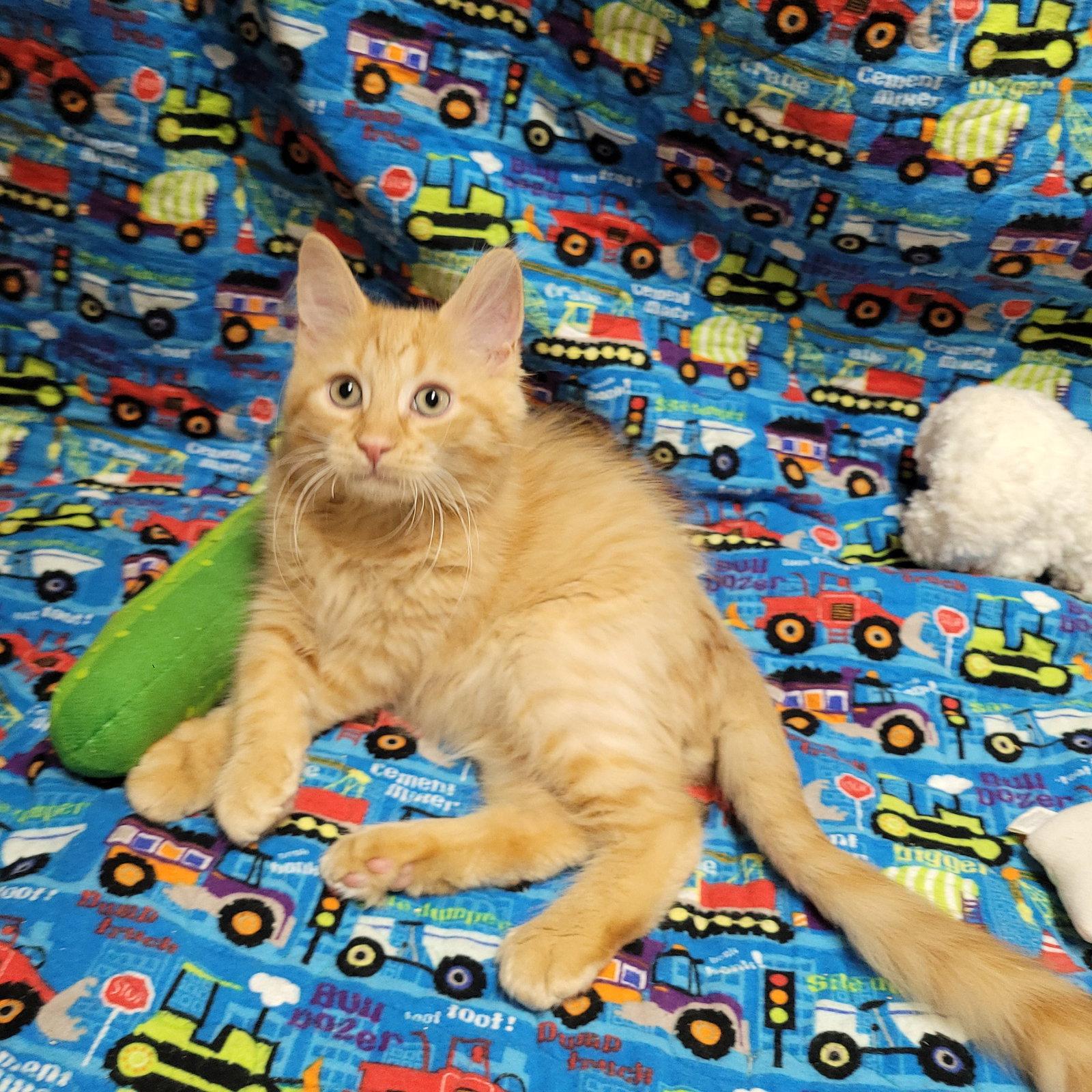 R Litter - ROWAN, a Adoptable Domestic Long Hair in Akron, OH image 1/2