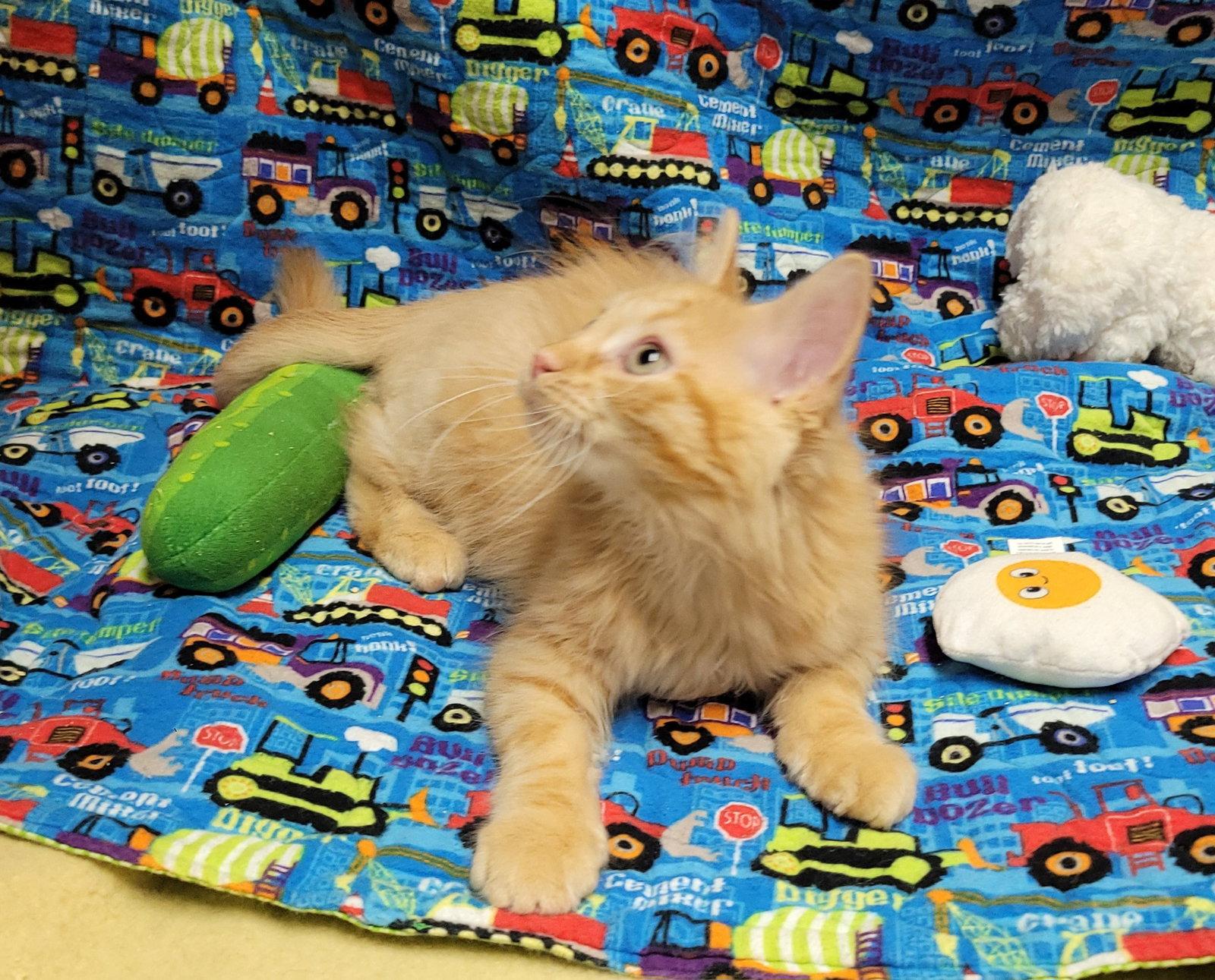 R Litter - ROWAN, a Adoptable Domestic Long Hair in Akron, OH image 2/2