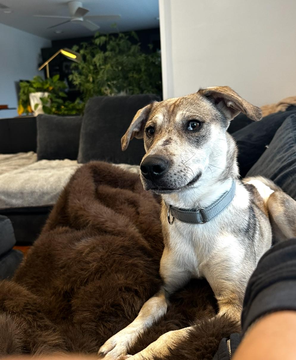 Enlarge Baby, a Adoptable mixed breed in Arlington Heights, IL image 4/5