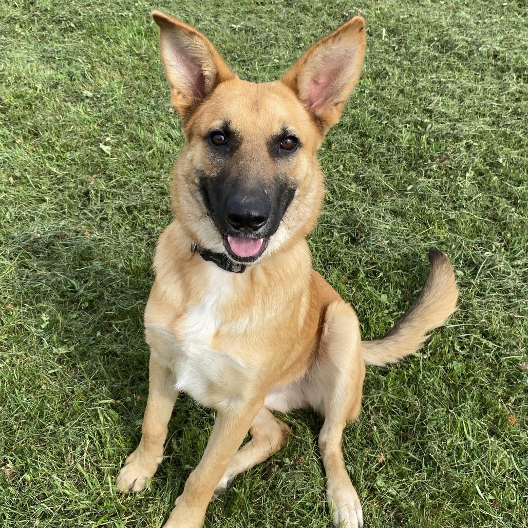 Cody, Adoptable, Young Male German Shepherd Dog.