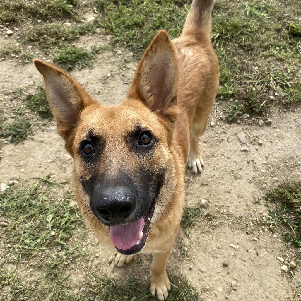 Enlarge Cody, a Adoptable mixed breed in Melfort, SK image 2/2