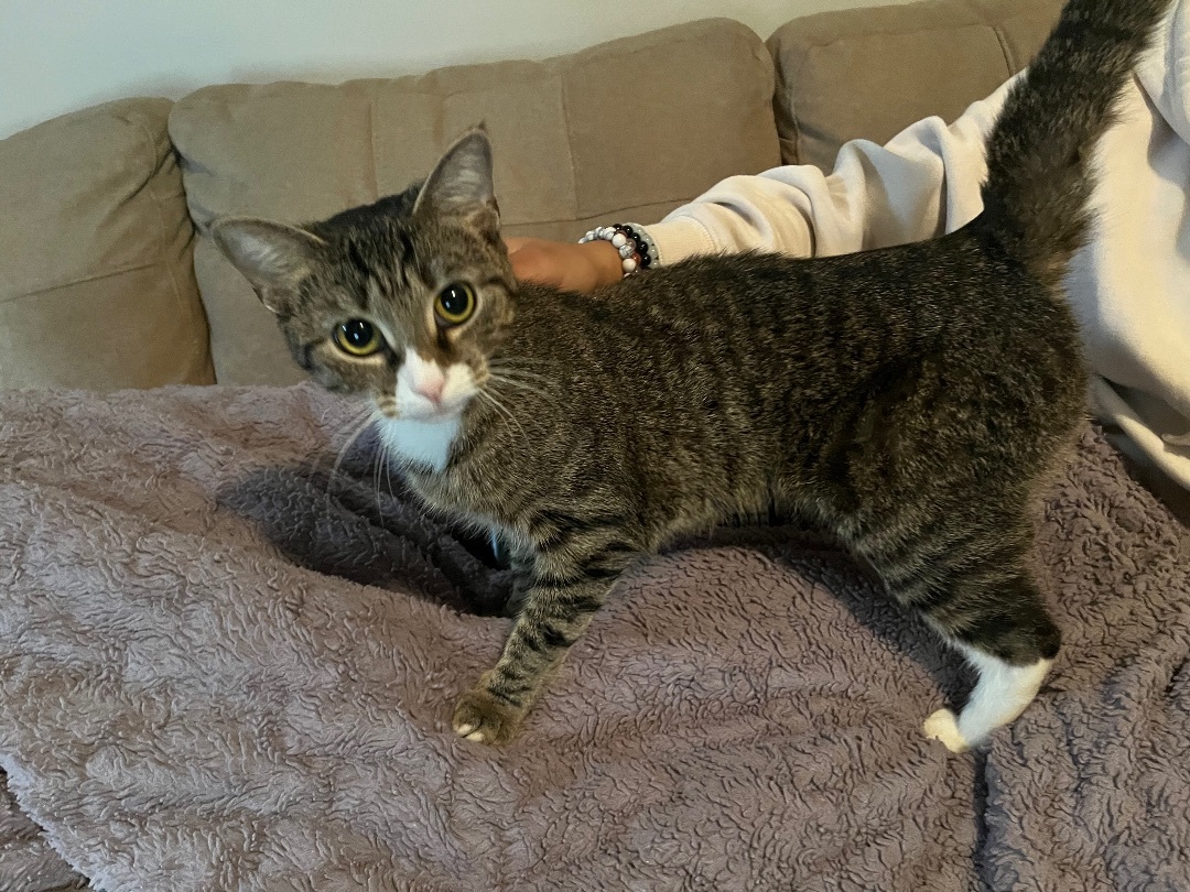 Camelia, a Adopted Domestic Short Hair in Springfield, PA image 1/3